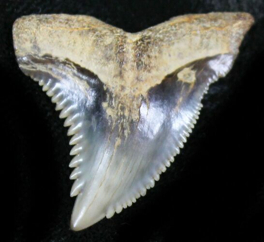 Large Hemipristis Serra Tooth - Maryland #26708